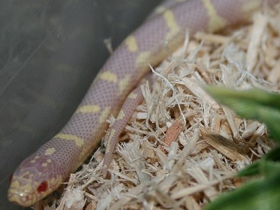 Ruby Eye Lavender King Snake