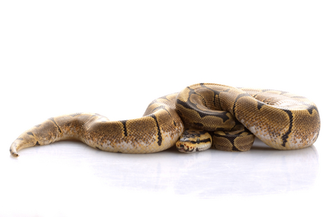 Spider Ball Python