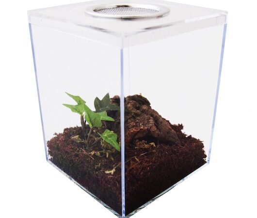 Terrestrial Tarantula Terrarium Kit