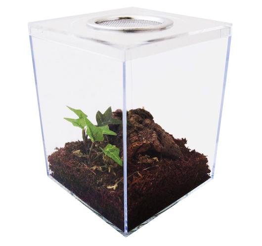 Terrestrial Tarantula Terrarium Kit
