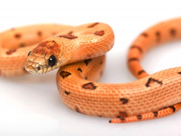 Thayers King Snake