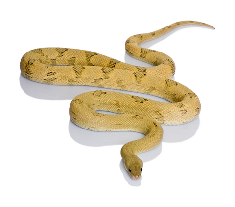Transpecos Rat Snake