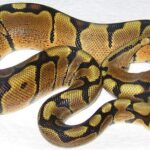 Woma Ball Python