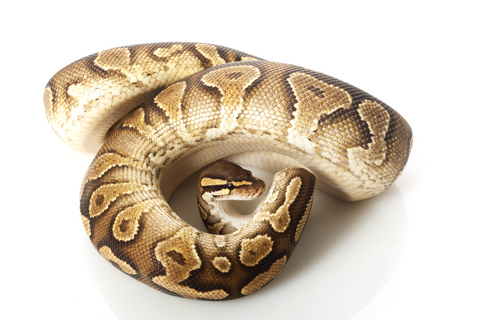 Yellow Bellied Ball Python